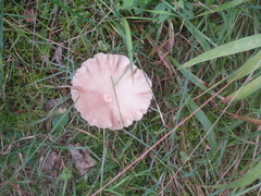Laccaria bicolor