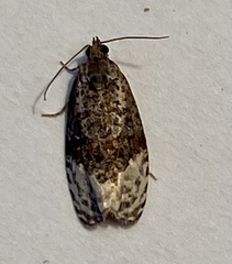 Apotomis betuletana