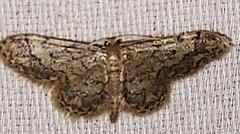 Idaea celtima