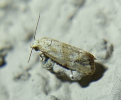 Platphalonidia plicana