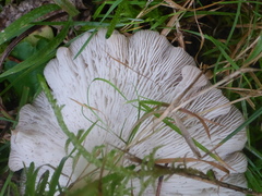 Laccaria bicolor
