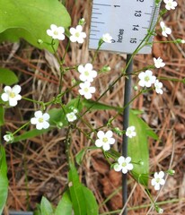 Euphorbia corollata