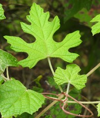 Vitis mustangensis