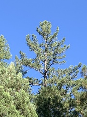 Pinus strobiformis