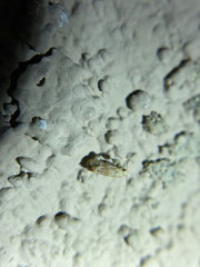 Platphalonidia plicana