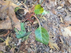 Pyrola americana
