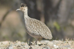 Nothoprocta cinerascens