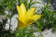 Romulea