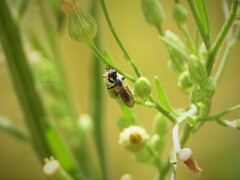 Thecophora