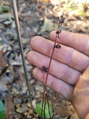 Pyrola americana