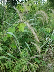 Elymus canadensis