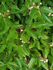 Cornus racemosa