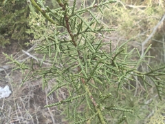 Juniperus phoenicea