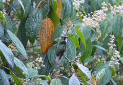 Lampornis castaneoventris