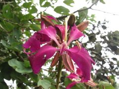 Bauhinia purpurea