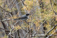 Curruca melanocephala