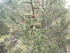 Juniperus phoenicea