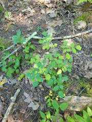 Thalictrum pubescens