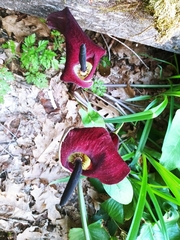 Arum palaestinum