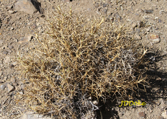 Azorella prolifera
