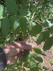 Sambucus racemosa