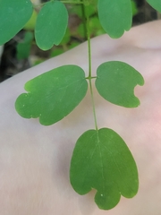 Thalictrum pubescens