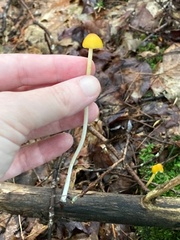 Entoloma luteum