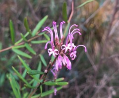 Grevillea sericea
