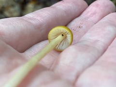 Entoloma luteum