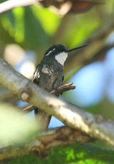 Lampornis castaneoventris