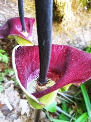 Arum palaestinum