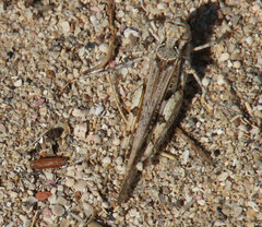 Acrotylus insubricus