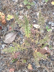 Odontites vulgaris