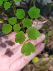 Thalictrum pubescens