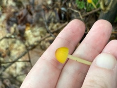 Entoloma luteum