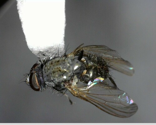 iNaturalist observation photo of Flies