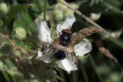 Volucella pellucens