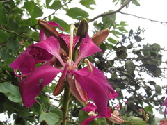 Bauhinia purpurea