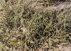 Junellia seriphioides