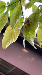 Neoscona domiciliorum