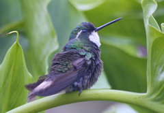 Lampornis castaneoventris