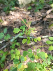 Thalictrum pubescens