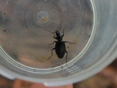 Limodromus assimilis