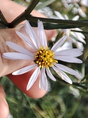 Tripolium pannonicum