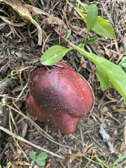 Boletus rubriceps