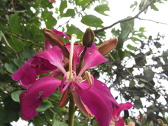 Bauhinia purpurea