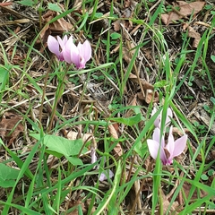 Cyclamen hederifolium