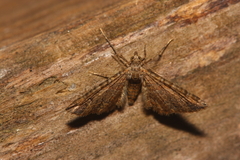 Gymnoscelis rufifasciata