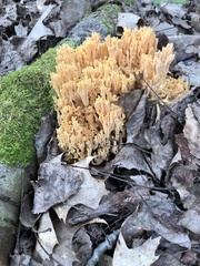 Ramaria formosa