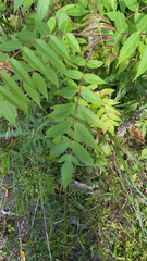 Rhus glabra